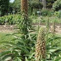 Digitalis ferruginea ssp.ferruginea